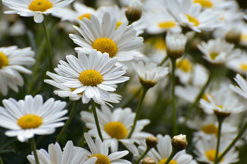 Flower Wall