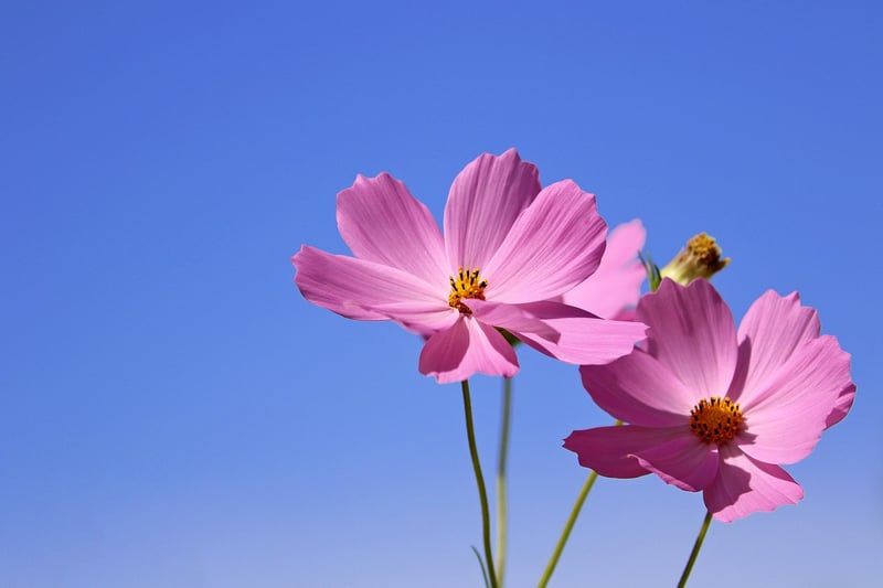 Garden Image
