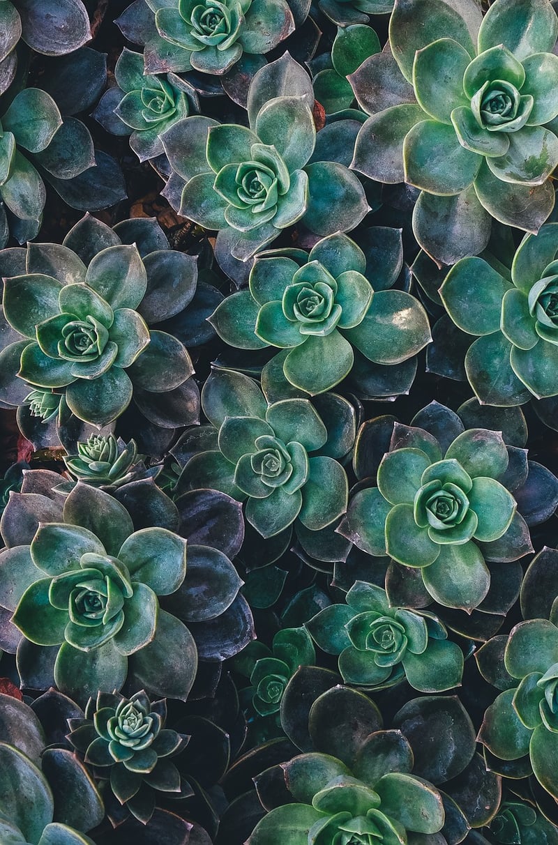 Sedum