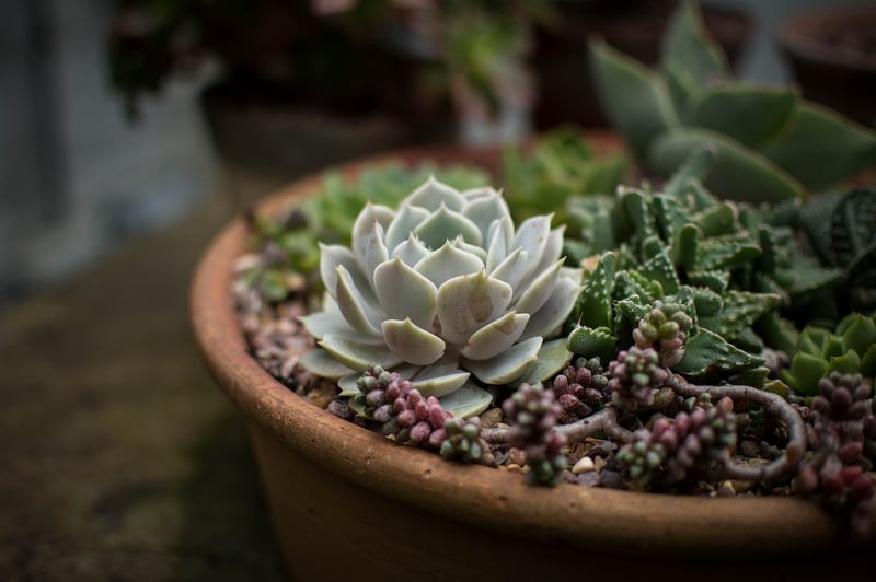 Echeveria