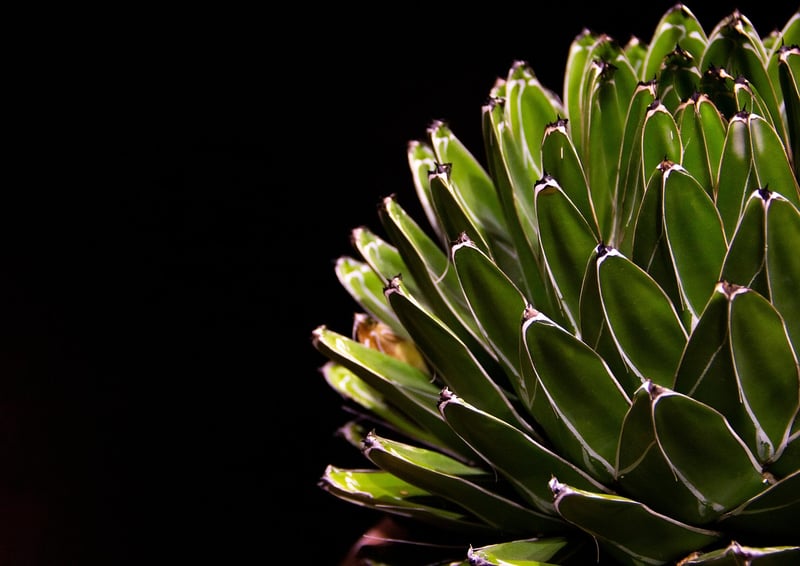 Succulent Display